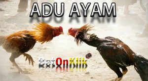 Adu Ayam-image1